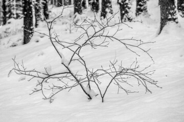 Kleiner Baum im verschneiten Wald