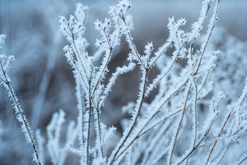Ice branch against snowy background. Tree branch in snow. Frozen in the ice tree branches in winter.
