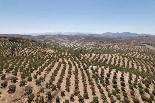 Landscape With Olive Tree Plantation