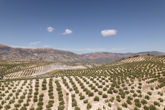 Landscape With Olive Tree Plantation And Mountains