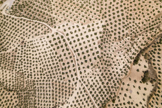 Olive Tree Plantation From Above