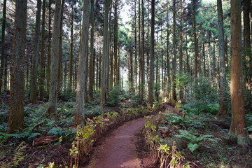 a fascinating footpath in the cedar forest