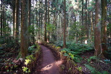 a fascinating footpath in the cedar forest