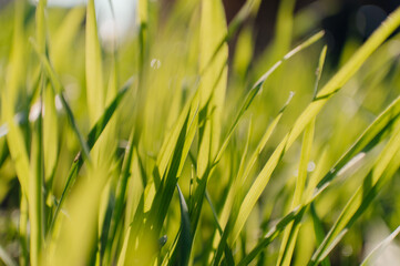 defocused grass pattern