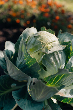 Close-up cabbage view in a garden