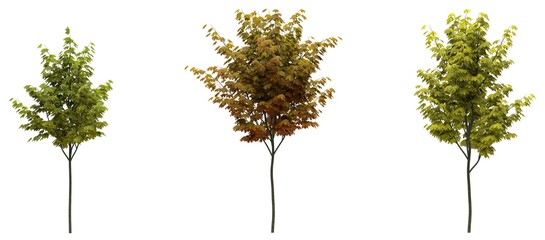 silhouette deciduous tree, 3D illustration, cg render