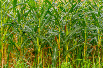 A group of corn plants bearing fruit in a field with a traditional farming system