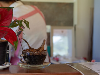 tree and pot on coffee shop