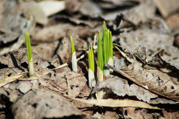 Narrow crocus leaves gathered in arrow-shaped seedlings made their way through the leaf litter covering the spring soil.