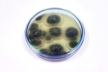 Penicillium expansum grows in Malt Extract Agar media with Petri dish use for isolating and cultivate yeasts, molds and fungal testing clinical samples, in medical health laboratory analysis disease.