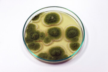 Penicillium expansum grows in Malt Extract Agar media with Petri dish use for isolating and cultivate yeasts, molds and fungal testing clinical samples, in medical health laboratory analysis disease.