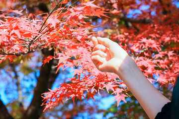 紅葉に触れる女性の手　紅葉狩りの風景