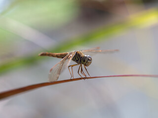 Close up is dragonflies on leaves
