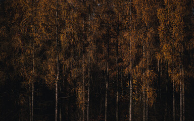 forêt de mélèzes à l& 39 automne