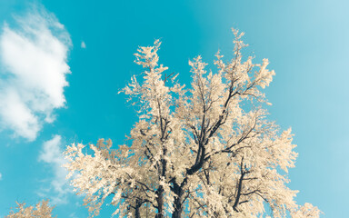 snow covered branches