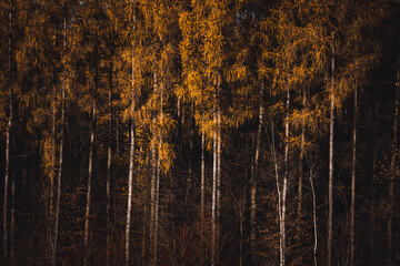 las modrzewiowy jesienią