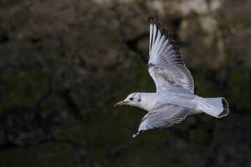 Tern in flight