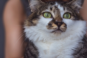 close up portrait of a cat