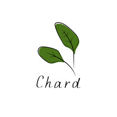 Chard salad plant icon. Herb vegetable sign. Flat vector illustration