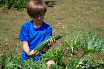 récolte de courgettes au  potager - enfant à la campagne