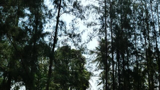 The pine is being cut and being pulled by a rope to broken and felling to the ground in the forest, Tree falls down on land in Thailand