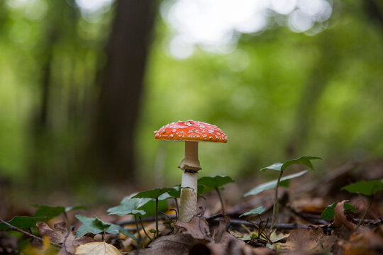 Fly Agaric or Amanita Muscaria Mushroom