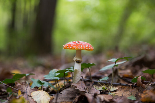 Fly Agaric or Amanita Muscaria Mushroom