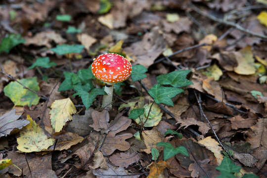 Fly Agaric or Amanita Muscaria Mushroom