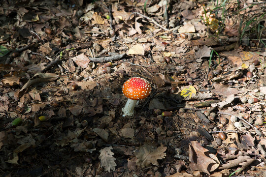 Fly Agaric or Amanita Muscaria Mushroom