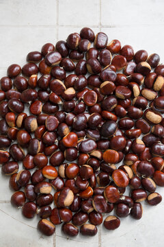 Chestnuts hedgehog texture composition