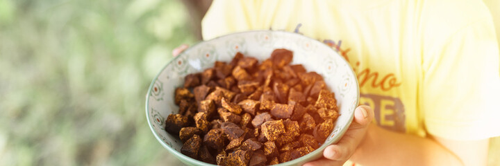 kid hands holding plate with cleaned and sliced chaga pieces. foraged chaga mushroom wild birch tree fungus it is used in alternative medicine for brewing tea for treatment covid-19. banner. flare