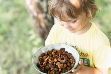 happy kid boy hands holding plate with cleaned and sliced chaga pieces. foraged chaga mushroom wild birch tree fungus it is used in alternative medicine for brewing healing tea for treatment covid-19