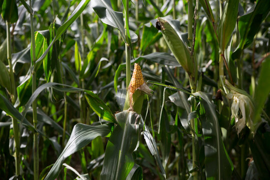 cob in the Corn Field
