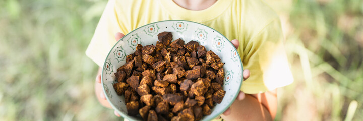 kid hands holding plate with cleaned and sliced chaga pieces. foraged chaga mushroom wild birch tree fungus it is used in alternative medicine for brewing healing tea for treatment covid-19. banner