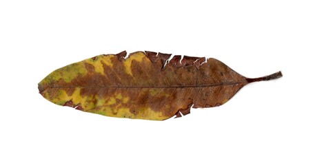 leaf isolated on white background	