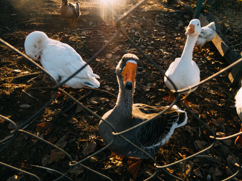 Poultry in the aviary.