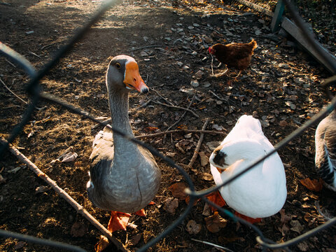 Geese and chicken behind the fence on the form.