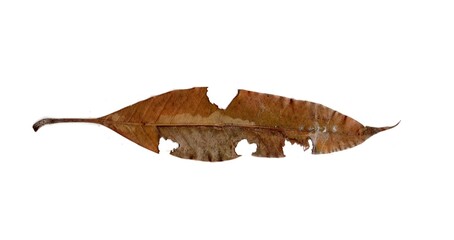 dry Leaf With Holes Eaten By Pests insects collection Isolated On White Background