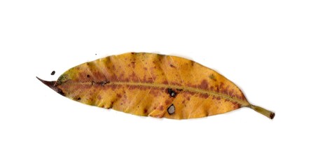 leaf isolated on white background	