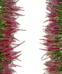 calluna vulgaris isolated on white background