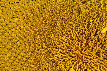 sunflowers during flowering in sunny weather