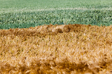mixed agricultural field with different cereals