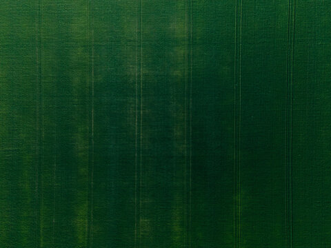 Green pattern of mowed farmland.
