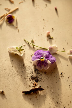 Still life with plants mess 