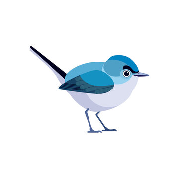 Very small songbird blue-gray gnatcatcher in the family gnatcatcher. Tiny cute bird Cartoon, flat style character of ornithology, vector illustration isolated on white background