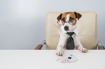 Jack russell terrier dog with glasses and tie plays poker. Addiction to gambling card games.