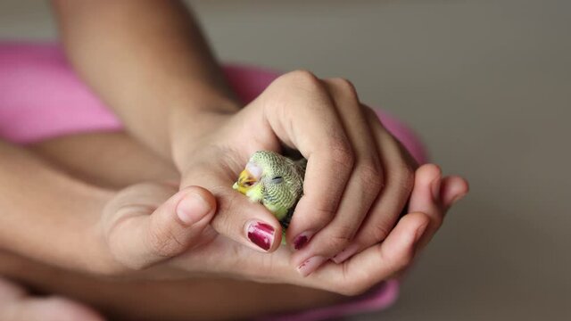 Taking care feeding pet bird budgie chick with hand baby love bird caring human hand 4K video footage pet house Kerala India kid taming playing small birdie giving food green leafy vegetable eating