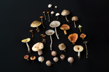 Foraged fungi on a black background