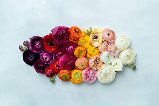 Ombre Ranunculus on blue surface