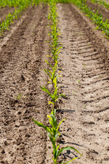 green young corn in an agricultural field